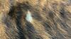 BRINDLE HAIR ON 1/2 HIDE - 4