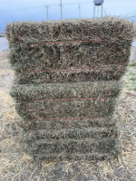 11 bales Grass hay ( Cow Feed )