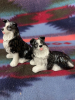 &ldquo; Ranch Rascals &ldquo; Border collie, salt, and pepper