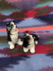 &ldquo; Ranch Rascals &ldquo; Border collie, salt, and pepper - 2