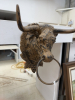 Cast metal bull head