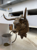 Cast metal bull head - 2