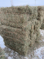 11 Bales 2nd.Cut Crested Wheat Grass hay