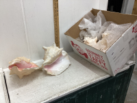 BOX WITH LARGE CONCH SHELLS