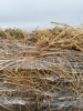 Pallet of 1st cut hay - 3