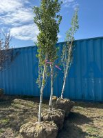 One Swedish Aspen tree