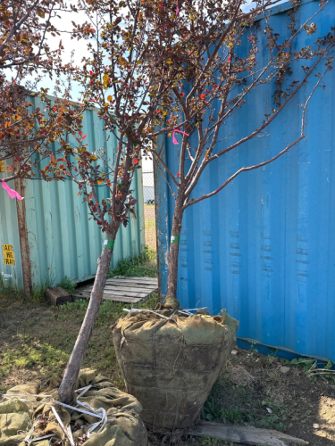 One Thunder Child crab apple tree