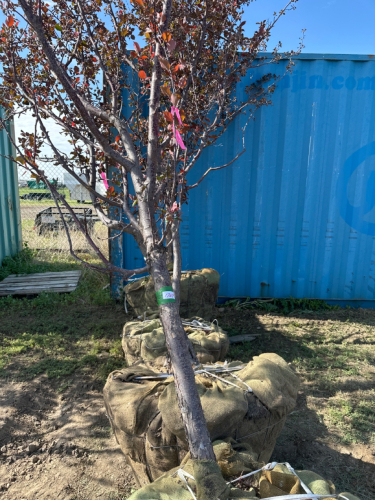 One Thunder Child crab apple tree