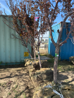 One Thunder Child crab apple tree