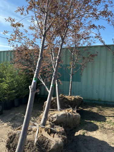 One Rudolph Cherry Tree