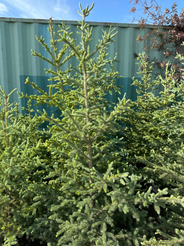 Five. Potted Spruce Tree's