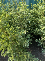 Five. Potted Spruce Tree's .