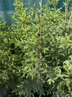 Five Potted Spruce Trees