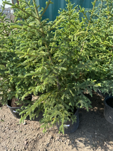 5 Potted Spruce Tree's