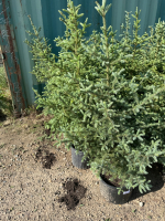 5 Potted Spruce Trees