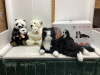 STUFFIES - WWF PANDAS & BEARS + ANIMATED CAT