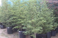 Six Potted Spruce Trees