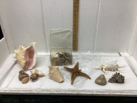 COLLECTION OF SHELLS AND STARFISH