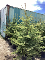 5 POTTED SPRUCE TREES- BIDDING PER TREE X 5