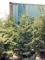 5 POTTED SPRUCE TREES - BIDDING PER TREE X 5