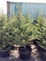 5 POTTED SPRUCE TREES - BIDDING PER TREE X 5