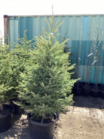 5 POTTED SPRUCE TREES - BIDDING PER TREE X 5