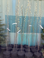 3 POTTED SWEDISH ASPEN TREES - BIDDING PER TREE X 3