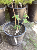 POTTED BOYNE RASPBERRY PLANT