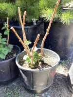 POTTED BOYNE RASPBERRY PLANT