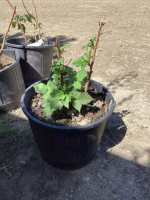 POTTED BOYNE RASPBERRY PLANT