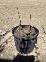 POTTED BOYNE RASPBERRY PLANT