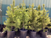 5 POTTED PINE TREES - BIDDING PER TREE X 5