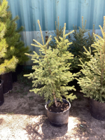 5 POTTED SPRUCE TREES - BIDDING PER TREE X 5