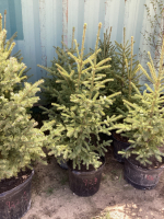 5 POTTED SPRUCE TREES - BIDDING PER TREE X 5