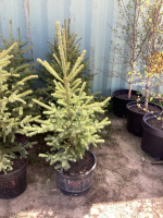 5 POTTED SPRUCE TREES - BIDDING PER TREE X 5