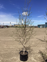 POTTED BIRCH TREE