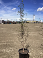 POTTED BIRCH TREE