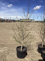 POTTED BIRCH TREE