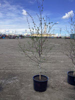 POTTED BIRCH TREE