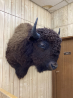 LARGE BUFFALO HEAD MOUNT