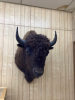 LARGE BUFFALO HEAD MOUNT - 2