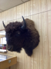 LARGE BUFFALO HEAD MOUNT - 3