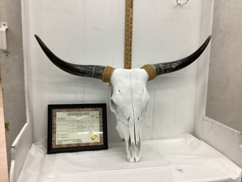 “BON’S LICORICE” LONGHORN SKULL W/ CERTIFICATE