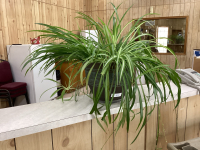 LARGE SPIDER PLANT