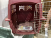 PETMATE PET KENNEL - 2