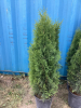 (2) POTTED EMERALD CEDAR TREES - 2