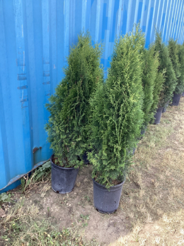 (2) POTTED EMERALD CEDAR TREES