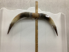 SET OF LONG HORNS AND SINGLE HORN