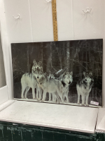 MOUNTED WOLF PHOTO