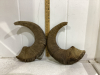 BIGHORN SHEEP HORNS